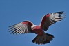 Galah in Flight
